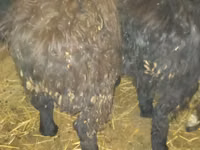 كبش, Qashqai sheep — الصورة 5