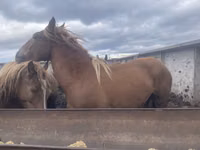 Farasi jike, Arabian horse — picha 1
