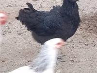 Australian Pit Game fowl — photo 1