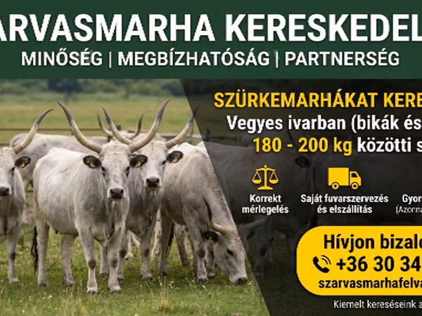 Rinder (Partie, Geschlecht nicht angegeben), Ukrainian grey cattle