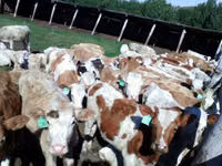 Vaca, Simmental cattle — foto 2