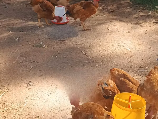 Chickens