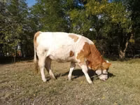 Cow, Hungarian Grey breed — photo 3