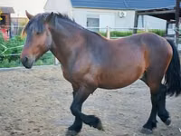 Farasi dume, Međimurje horse — picha 3