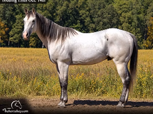 Hengst, Quarter Horse