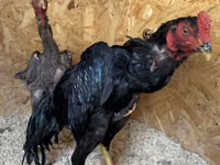 Chickens — picha 2