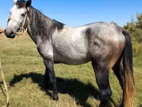 Horse (M), Mustang — photo 3