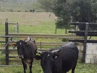 Ng'ombe jike, Nguni cattle — picha 3