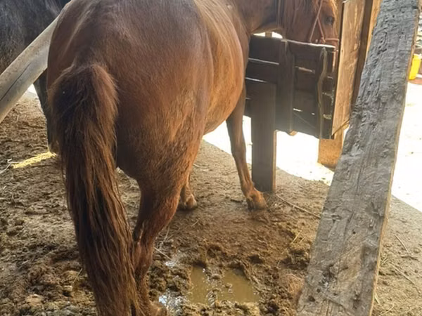 Mare, Horses