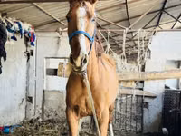 Mare, Russian Don — photo 1