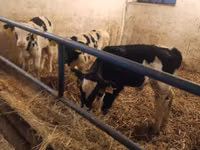 ثور, Russian Black pied cattle — الصورة 3