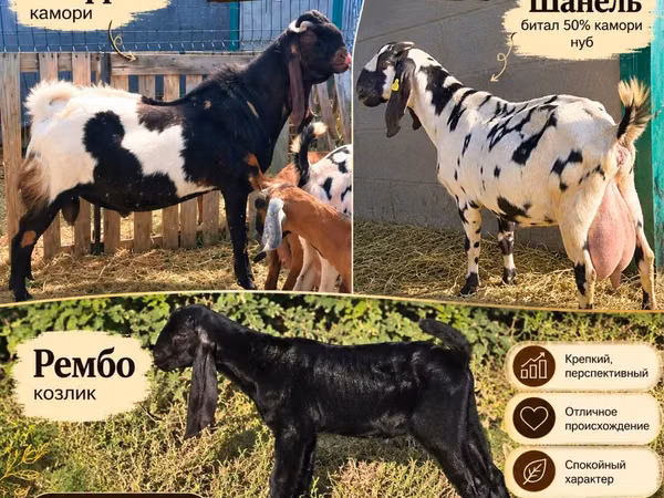 Mbuzi jike, Gembrong goats