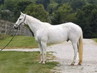 Horse (M), National Show Horse — photo 2