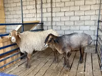 भेड़, भेड़ — फ़ोटो 1