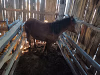 Caballo, Caballos — foto 3