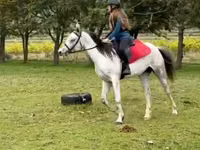 घोड़ा, Arabian horse — फ़ोटो 3