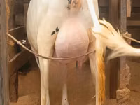 母牛, Holstein breed — 照片 2