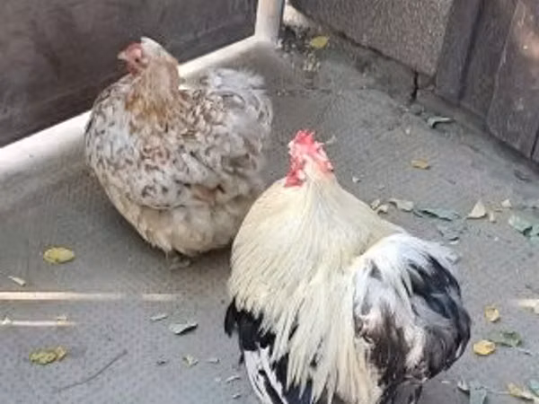 Pekin Bantam