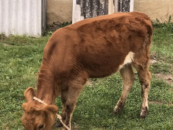 بقرة, Simmental cattle