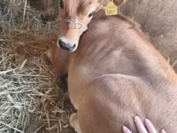 Cow, Jersey breed — photo 7