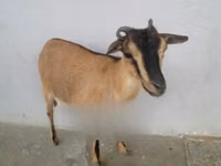 母山羊, Goats — 照片 2
