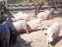Boar — photo 3