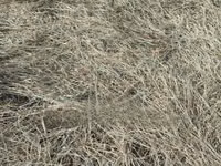 Boma Rhodes Hay - Very Clean and Fresh — 照片 3