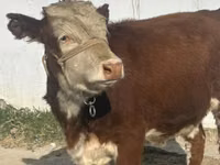 Ng'ombe jike, Simmental cattle — picha 3