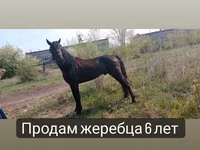 Horse (M), Altai horse — photo 7