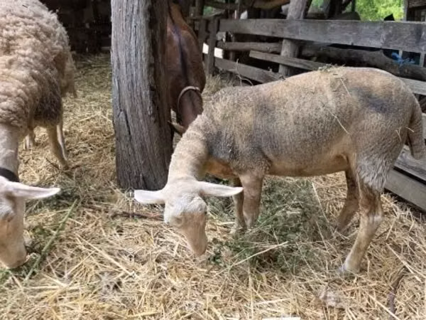 Schaf, Luzein sheep