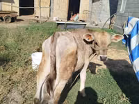 Ng'ombe dume, Swiss cattle — picha 2