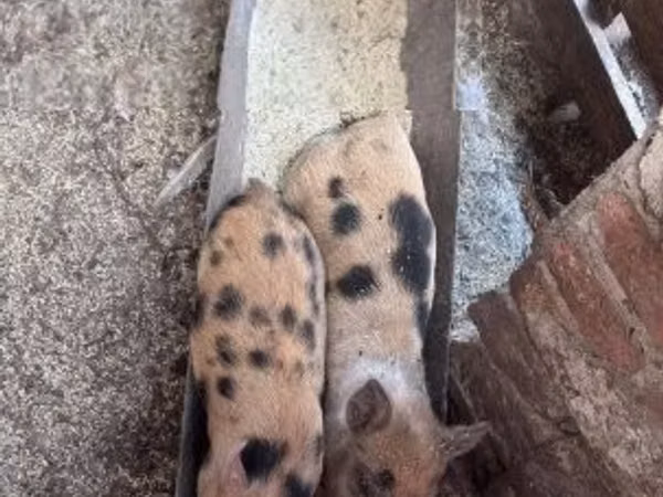 خنازير (دفعة، الجنس غير محدد), الخنازير