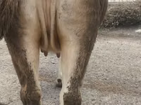 Kuh, Swiss cattle — Foto 6
