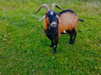 Billy Goat, Czech Brown Shorthaired goats — photo 2