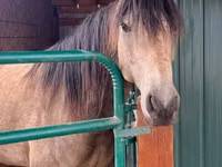 Farasi dume, Missouri foxtrotter — picha 4