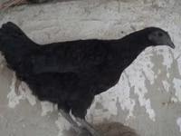 आयम सेमानी — फ़ोटो 2