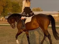 Hengst, Hanoverian — Foto 6