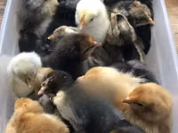 Chickens — picha 1