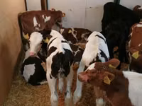أبقار (دفعة، الجنس غير محدد), Simmental cattle — الصورة 6