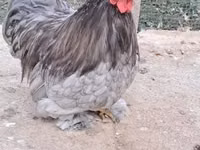 Bantam Pekín — foto 4