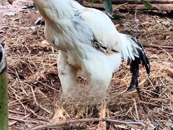 Chickens