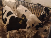 Ng'ombe dume, Russian Black pied cattle — picha 4