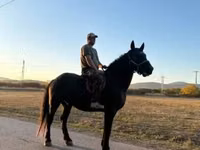 घोड़ा, Nonius horse — फ़ोटो 1
