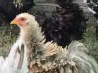 Bantam Pekín — foto 5