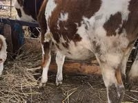 Bulle, Simmental cattle — Foto 1