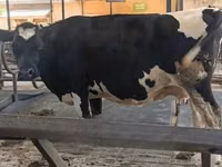 Cow, Holstein breed — photo 1