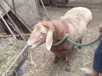 मेढ़ा, भेड़ — फ़ोटो 2