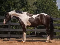 Farasi dume, Friesian — picha 5