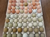 Chickens — Foto 4