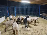 Sheep, Katum sheep — photo 1